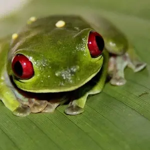 Explore Discover Costa Rica for 15 days with Exodus Adventure Travels and discover unforgettable experiences - Photo 3