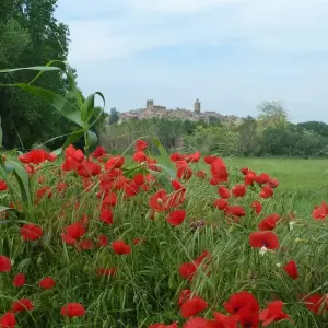 Explore Catalan Classic Walk for 7 days with Exodus Adventure Travels and discover unforgettable experiences - Photo 7
