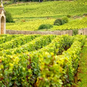 Explore Cycling the Grand Crus of Burgundy for 7 days with Exodus Adventure Travels and discover unforgettable experiences - Photo 2