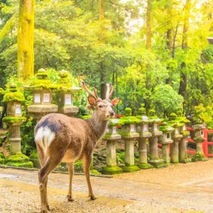 Explore Shikoku Pilgrimage Trail for 11 days with Exodus Adventure Travels and discover unforgettable experiences - Photo 3