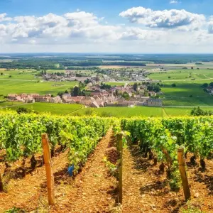 Explore Cycling the Grand Crus of Burgundy for 7 days with Exodus Adventure Travels and discover unforgettable experiences - Photo 7