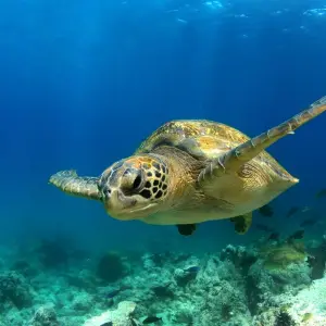 Explore Highlights of Ecuador & the Galapagos for 15 days with Exodus Adventure Travels and discover unforgettable experiences - Photo 3
