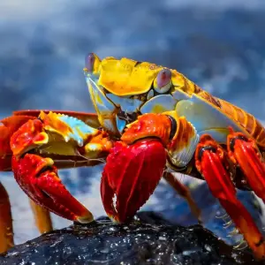 Explore Highlights of Ecuador & the Galapagos for 15 days with Exodus Adventure Travels and discover unforgettable experiences - Photo 4