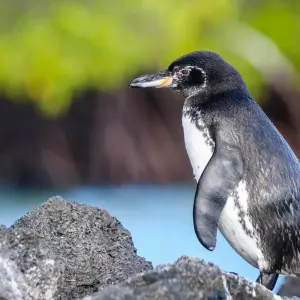 Explore Highlights of Ecuador & the Galapagos for 15 days with Exodus Adventure Travels and discover unforgettable experiences - Photo 5
