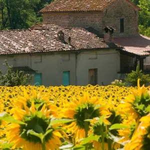 Explore Barolo Gastronomic Cycling by E-Bike for 9 days with Exodus Adventure Travels and discover unforgettable experiences - Photo 6