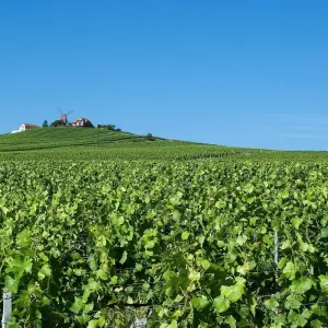 Explore Cycle the Wine Route of Champagne for 6 days with Exodus Adventure Travels and discover unforgettable experiences - Photo 7