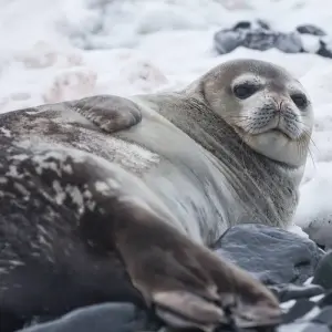 Explore Antarctica by Helicopter: Icebergs, Mountains & Remote Lands, Operated by Quark for 12 days with Exodus Adventure Travels and discover unforgettable experiences - Photo 4