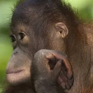 Explore Borneo Wildlife Discoverer for 15 days with Exodus Adventure Travels and discover unforgettable experiences - Photo 10