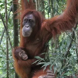 Explore Borneo Wildlife Discoverer for 15 days with Exodus Adventure Travels and discover unforgettable experiences - Photo 11
