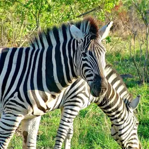 Explore Kruger Safari And The Panorama Route for 6 days with Expat Explore Travel and discover unforgettable experiences - Photo 7