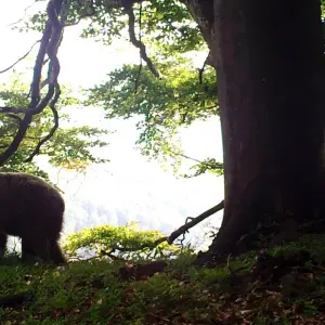 Explore Bear watching hiking tour for 4 days with Experience Slovakia and discover unforgettable experiences - Photo 6