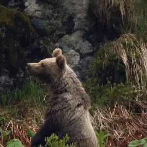 Explore Bear watching hiking tour for 4 days with Experience Slovakia and discover unforgettable experiences - Photo 7