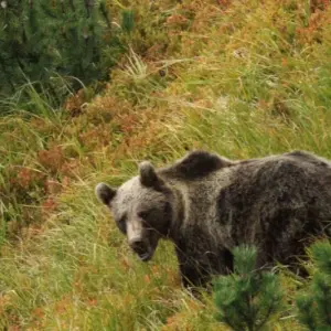 Explore Bear watching hiking tour for 4 days with Experience Slovakia and discover unforgettable experiences - Photo 8