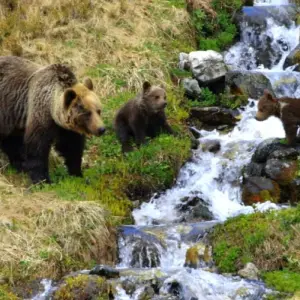 Explore Bear watching hiking tour for 4 days with Experience Slovakia and discover unforgettable experiences - Photo 9