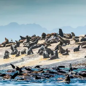 Explore Cape Town - Garden Route Adventure Tour - 5 Days for 5 days with Explore South Africa and discover unforgettable experiences - Photo 3