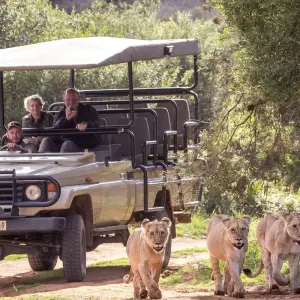 Explore Cape Scenic Safari - 5 Days for 5 days with Explore South Africa and discover unforgettable experiences - Photo 9