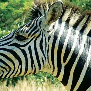 Explore South Africa & Eswatini for 10 days with Explore! and discover unforgettable experiences - Photo 9