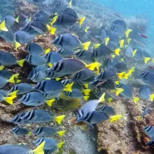 Explore Galapagos - Central & West Islands aboard the Solaris for 9 days with Explore! and discover unforgettable experiences - Photo 3
