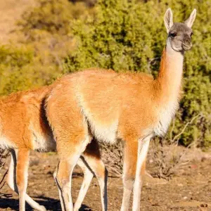 Explore Best of Argentina, Bolivia and Chile for 13 days with Explore! and discover unforgettable experiences - Photo 7