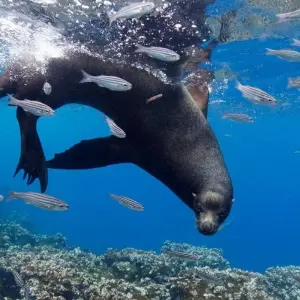 Explore Galapagos - Central & West Islands aboard the Solaris for 9 days with Explore! and discover unforgettable experiences - Photo 4
