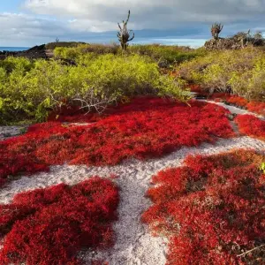 Explore Galapagos - Central, South & East Islands aboard the Archipel I for 10 days with Explore! and discover unforgettable experiences - Photo 4