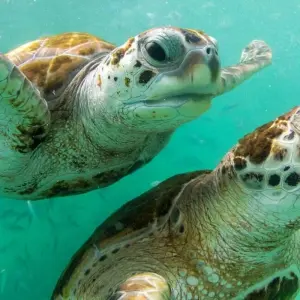 Explore Galapagos - Central, South & East Islands aboard the Archipel I for 10 days with Explore! and discover unforgettable experiences - Photo 5