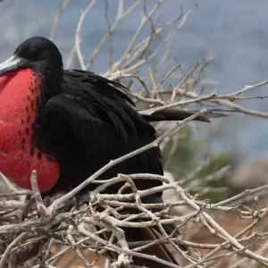 Explore Galapagos Express - Central, South & East Islands aboard the Archipel I for 7 days with Explore! and discover unforgettable experiences - Photo 8