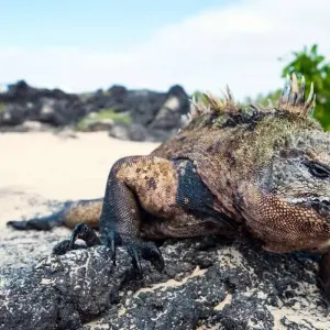 Explore Galapagos - Central & West Islands aboard the Solaris for 9 days with Explore! and discover unforgettable experiences - Photo 6