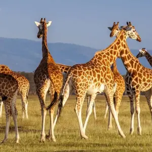 Explore Highlights of Kenya & Tsavo Extension for 12 days with Explore! and discover unforgettable experiences - Photo 11