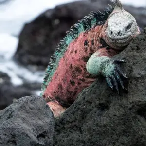 Explore Galapagos - Central & West Islands aboard the Solaris for 9 days with Explore! and discover unforgettable experiences - Photo 7