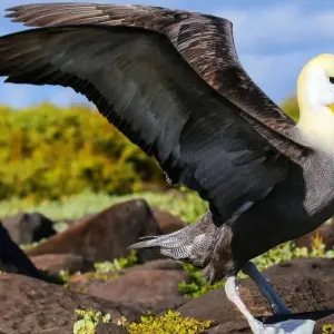 Explore Galapagos - Central, South & East Islands aboard the Archipel I for 10 days with Explore! and discover unforgettable experiences - Photo 7