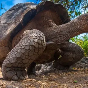Explore Galapagos - Central & West Islands aboard the Solaris for 9 days with Explore! and discover unforgettable experiences - Photo 9
