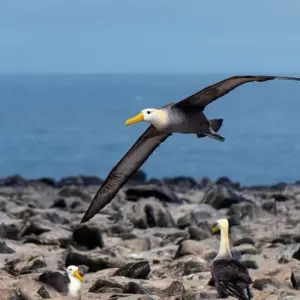 Explore Galapagos - Central, South & East Islands aboard the Archipel I for 10 days with Explore! and discover unforgettable experiences - Photo 9