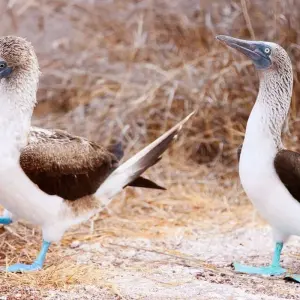 Explore Galapagos - Central & West Islands aboard the Solaris for 9 days with Explore! and discover unforgettable experiences - Photo 10