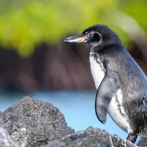 Explore Galapagos - Central & West Islands aboard the Solaris for 9 days with Explore! and discover unforgettable experiences - Photo 11