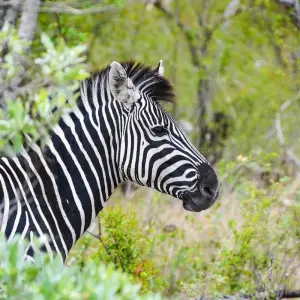 Explore Family South Africa Safari and Beach Adventure for 13 days with Explore! and discover unforgettable experiences - Photo 2