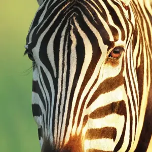 Explore Family South Africa Safari and Beach Adventure for 13 days with Explore! and discover unforgettable experiences - Photo 6