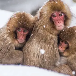 Explore Simply Japan for 14 days with Explore! and discover unforgettable experiences - Photo 2