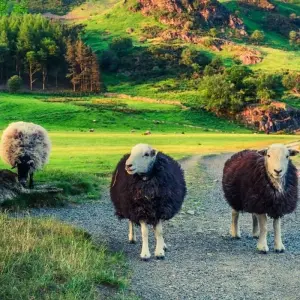 Explore Walk the Lake District for 7 days with Explore! and discover unforgettable experiences - Photo 7