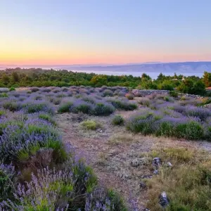 Explore Croatia Island Hopping for 8 days with Explore! and discover unforgettable experiences - Photo 4
