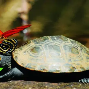 Explore Peru Amazon Extension (Comfortable) for 4 days with Explore! and discover unforgettable experiences - Photo 8
