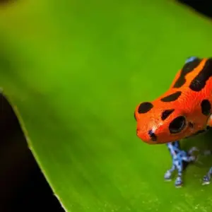 Explore Peru Amazon Extension (Comfortable) for 4 days with Explore! and discover unforgettable experiences - Photo 10