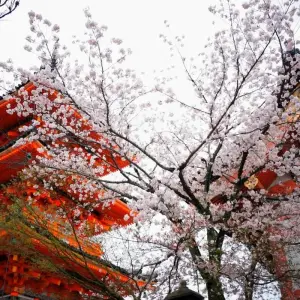 Explore Imperial Capitals of Japan Small Group Tour for 7 days with Firebird Tours and discover unforgettable experiences - Photo 3