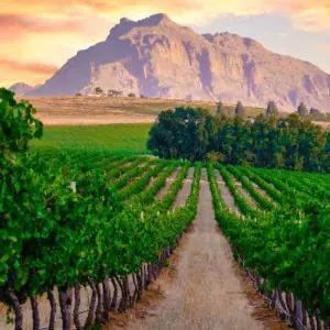 Explore Highlights of South Africa Private Tour for 7 days with Firebird Tours and discover unforgettable experiences - Photo 4