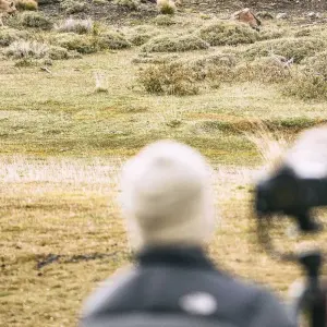 Explore Puma Tracking in Patagonia: 1-Day Wildlife Adventure in Torres del Paine for 1 days with FlashpackerConnect and discover unforgettable experiences - Photo 4