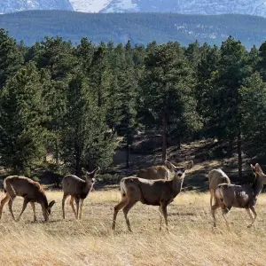 Explore Estes Park - 5 Day Hightlights Tour of Rocky Mountain National Park for 5 days with FlashpackerConnect and discover unforgettable experiences - Photo 5