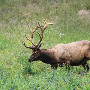 Explore Estes Park - 5 Day Hightlights Tour of Rocky Mountain National Park for 5 days with FlashpackerConnect and discover unforgettable experiences - Photo 9