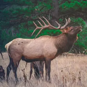 Explore Estes Park - 5 Day Hightlights Tour of Rocky Mountain National Park for 5 days with FlashpackerConnect and discover unforgettable experiences - Photo 11
