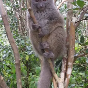 Explore Discover the Unique in Madagascar - Lemurs, Baobabs, Tsingy for 14 days with Fosa Travel and discover unforgettable experiences - Photo 2