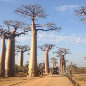 Explore Discover the Unique in Madagascar - Lemurs, Baobabs, Tsingy for 14 days with Fosa Travel and discover unforgettable experiences - Photo 5